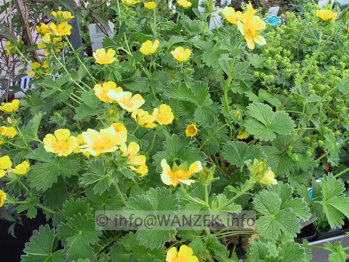 Potentilla megalantha (fragiformis) 02.JPG